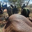 KWS officers capture a rogue elephant in Amboseli on January 16, 2023.