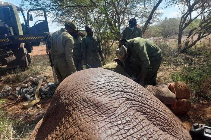 KWS officers capture a rogue elephant in Amboseli on January 16, 2023.