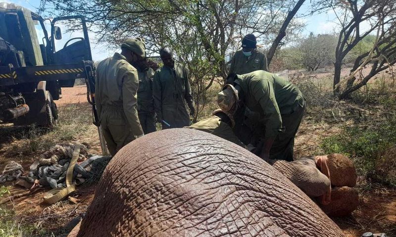 KWS officers capture a rogue elephant in Amboseli on January 16, 2023.