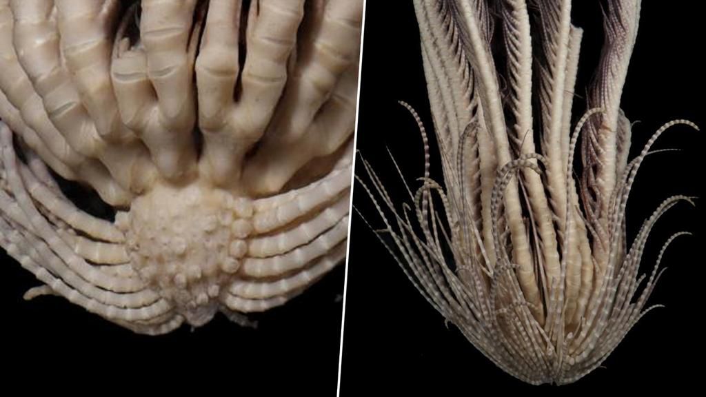 Strawberry feather stars are 20-armed sea critters [LatestLY]