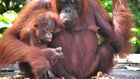 Mama and baby orangutan at Camp Leakey, Tanjung Puting, Indonesia. [Image: Rainforest Action Network/Flickr]