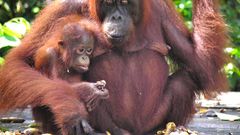Mama and baby orangutan at Camp Leakey, Tanjung Puting, Indonesia. [Image: Rainforest Action Network/Flickr]
