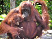 Mama and baby orangutan at Camp Leakey, Tanjung Puting, Indonesia. [Image: Rainforest Action Network/Flickr]