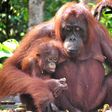 Mama and baby orangutan at Camp Leakey, Tanjung Puting, Indonesia. [Image: Rainforest Action Network/Flickr]