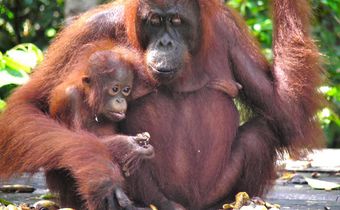 Mama and baby orangutan at Camp Leakey, Tanjung Puting, Indonesia. [Image: Rainforest Action Network/Flickr]