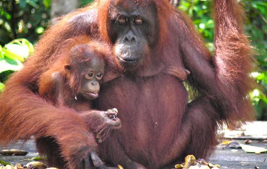 Mama and baby orangutan at Camp Leakey, Tanjung Puting, Indonesia. [Image: Rainforest Action Network/Flickr]