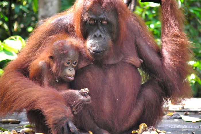 Mama and baby orangutan at Camp Leakey, Tanjung Puting, Indonesia. [Image: Rainforest Action Network/Flickr]