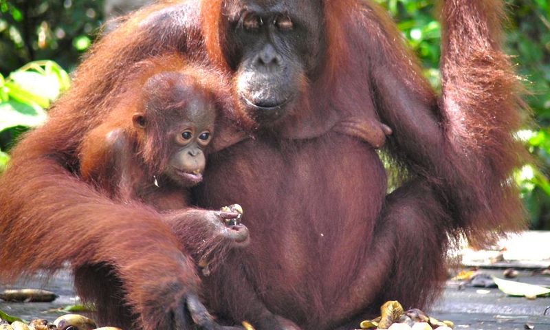 Mama and baby orangutan at Camp Leakey, Tanjung Puting, Indonesia. [Image: Rainforest Action Network/Flickr]