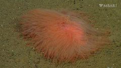 Deep-sea worm looks like a luminous lump of spaghetti  [LiveScience]