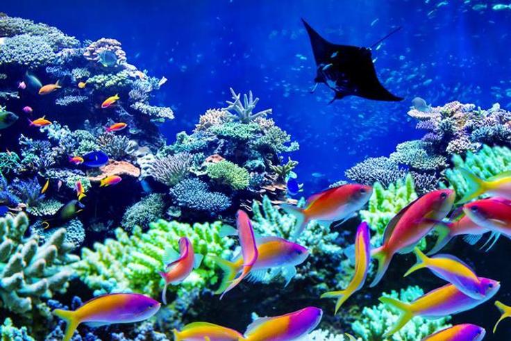The ocean's coral reefs are both breathtaking and stunning [BoardAgenda]