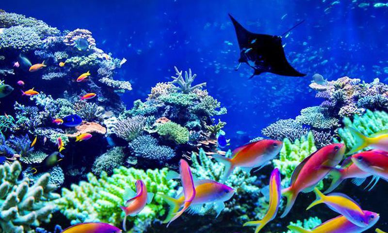 The ocean's coral reefs are both breathtaking and stunning [BoardAgenda]
