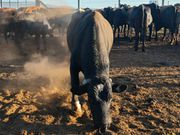 A bull at President William Ruto's farm in Kilgoris, Narok county