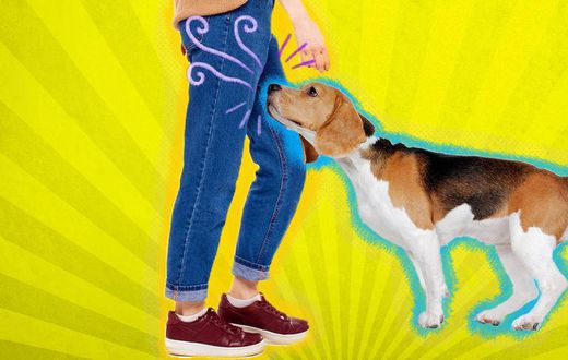 Why dogs smell your private areas [Dodo]