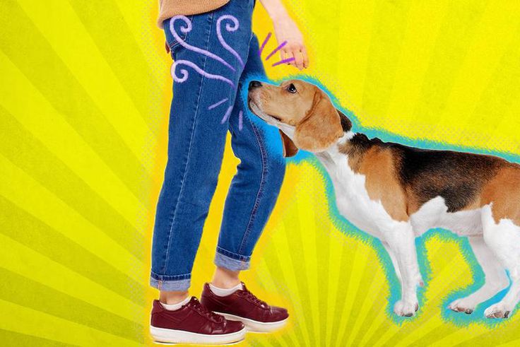 Why dogs smell your private areas [Dodo]