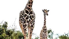 Giraffes at Mwea National Reserve