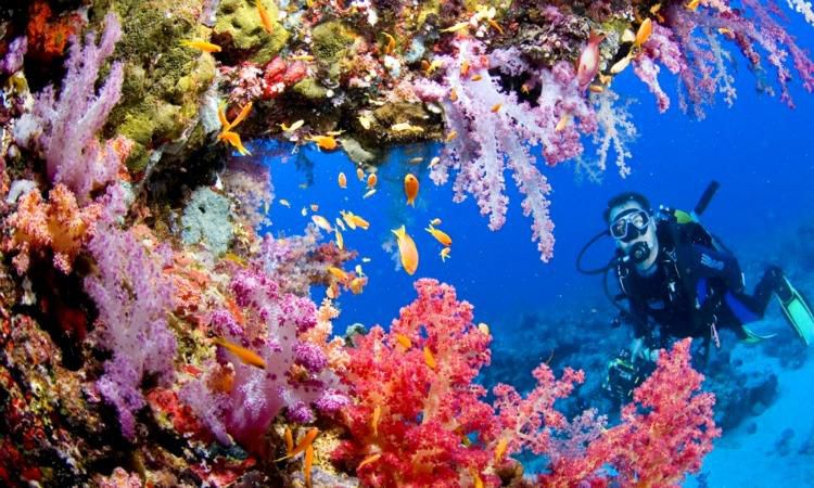 Tubbataha Reefs Natural Park [TheGoldenScope]