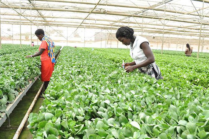 Uganda’s GDP growth hits 6.8% in first half of 2022/23 fiscal year