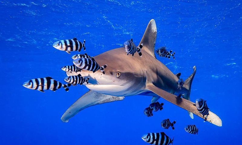 "Ocean Overlord," photographed by Yung Sen Wu.Yung Sen Wu/Underwater Photography Guide