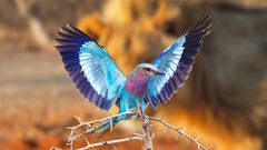A photo of a Lilac-breasted Roller. In the background is a lion.