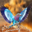 A photo of a Lilac-breasted Roller. In the background is a lion.