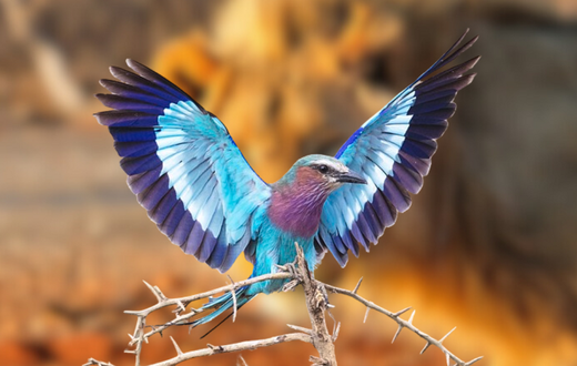 A photo of a Lilac-breasted Roller. In the background is a lion.