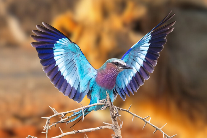A photo of a Lilac-breasted Roller. In the background is a lion.