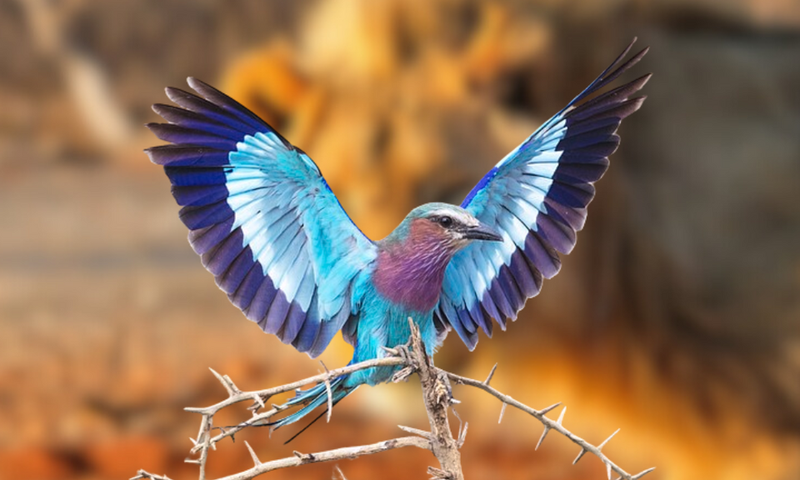 A photo of a Lilac-breasted Roller. In the background is a lion.