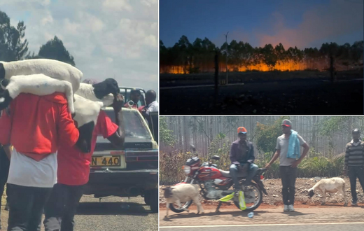 A collage of  people breaching the Northlands Farm linked to the Kenyatta family on March 27, 2023