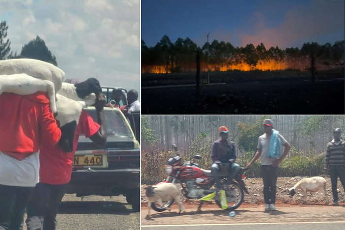 A collage of  people breaching the Northlands Farm linked to the Kenyatta family on March 27, 2023