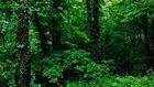 Stock image: Thick forest