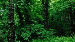 Stock image: Thick forest