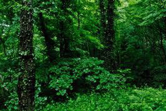 Stock image: Thick forest