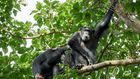 Two chimpanzees on a tree [Photo: Oscar Mugisha]