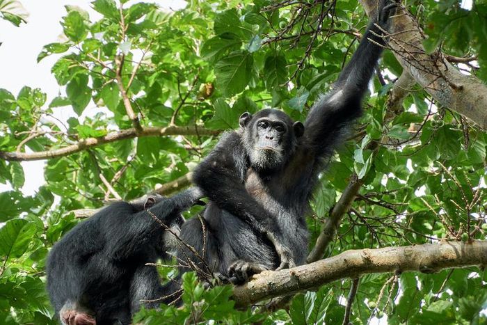 Two chimpanzees on a tree [Photo: Oscar Mugisha]