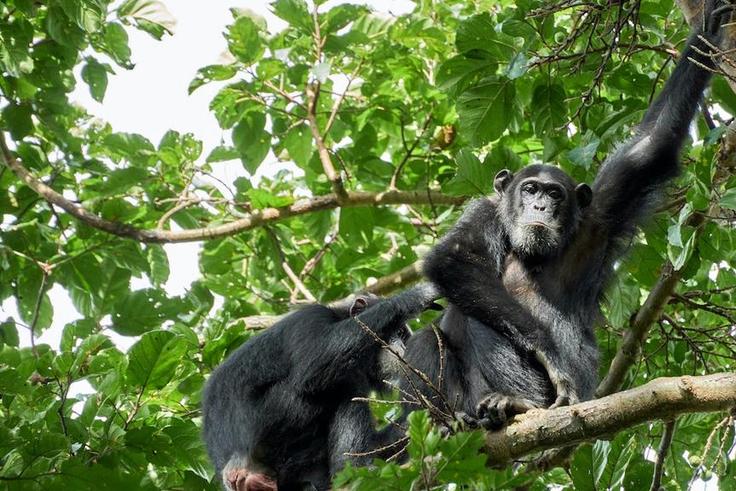 Two chimpanzees on a tree [Photo: Oscar Mugisha]