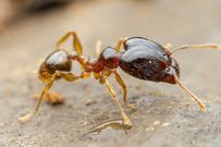 Big-headed ant