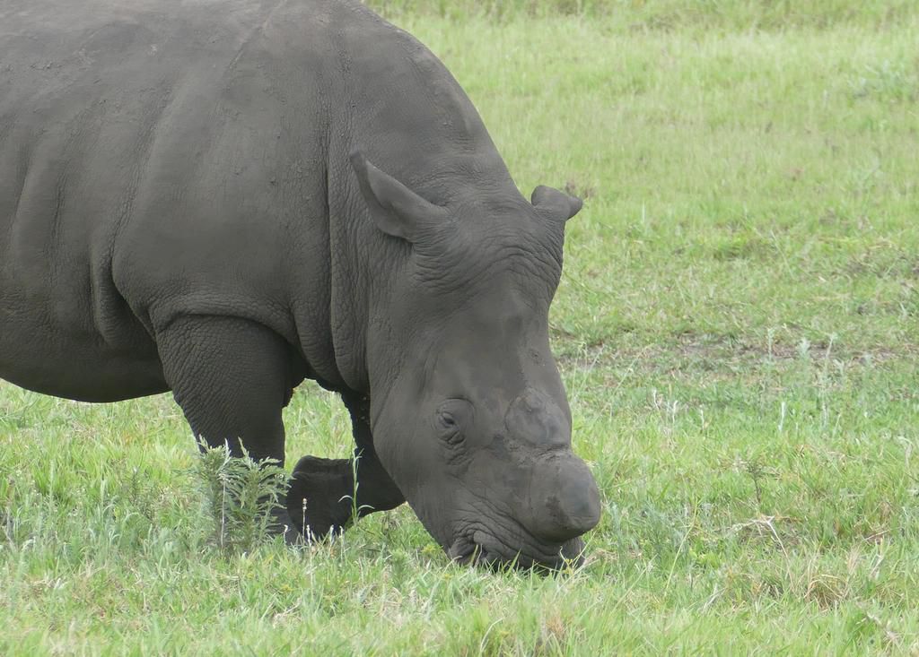 Dehorned White  Rhino