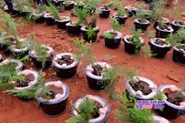 Kirinyaga Woman Rep Njeri Maina distributes 50,000 seedlings ahead of National Tree Planting Day