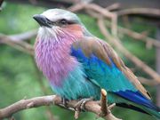Lilac-breasted Roller