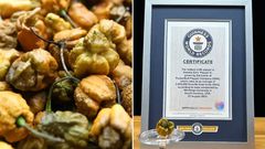 Hottest peppers in the world [Guinessworldrecords]
