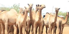 Camels recovered after Francis Ole Kaparo's home raid