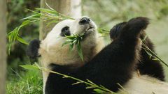 Pandas have a very weak digestive system [Pinterest]