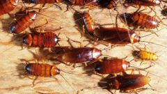 Getting rid of cockroaches(Jim's Pest Control Adelaide)