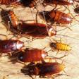 Getting rid of cockroaches(Jim's Pest Control Adelaide)