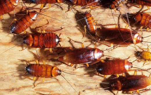 Getting rid of cockroaches(Jim's Pest Control Adelaide)
