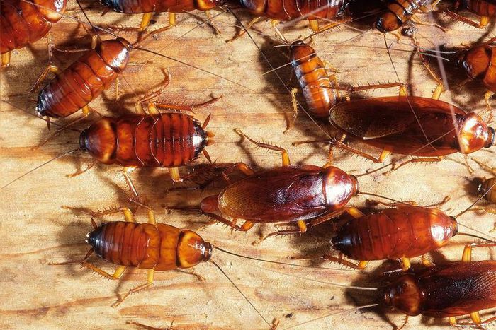 Getting rid of cockroaches(Jim's Pest Control Adelaide)