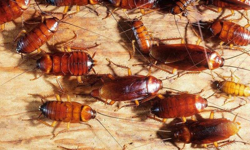 Getting rid of cockroaches(Jim's Pest Control Adelaide)