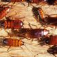 Getting rid of cockroaches(Jim's Pest Control Adelaide)