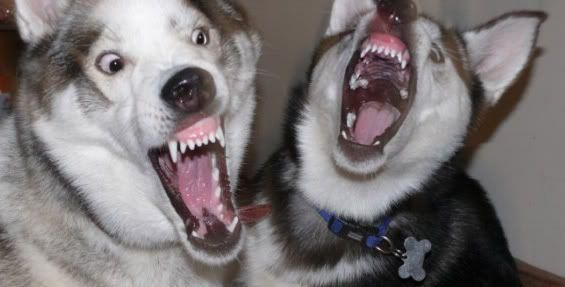 Scary Siberian Huskies [Pinterest]