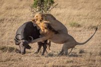 Lion hunting a buffalo